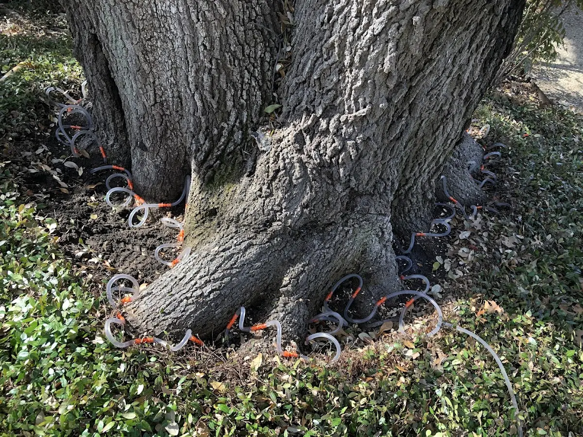 Detailed Tree Cabling and Bracing job site in Oxly
