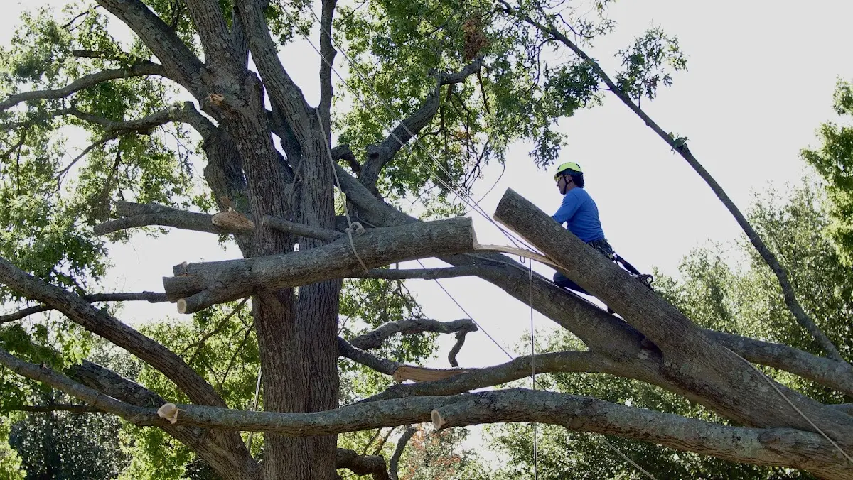 Professional Crown Thinning performed by certified arborists in Oxly